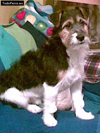 Foto del perro Toby