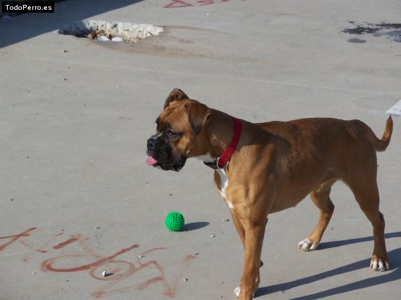 Foto del perro Wanda