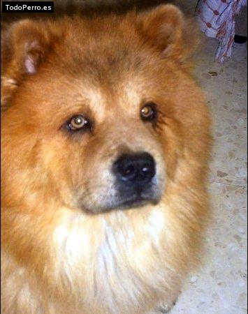 La foto del perro Ron Foto del perro Ron