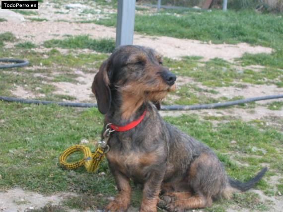 Foto del perro Tila