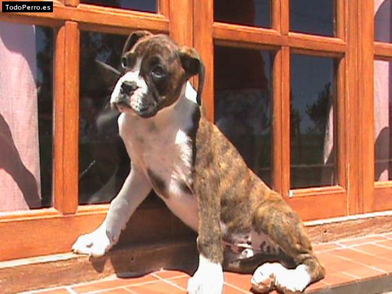 Foto del perro Rocky