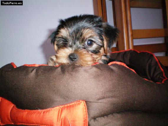 La foto del perro Leo Foto del perro Leo