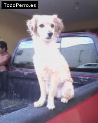 Foto del perro Wanda