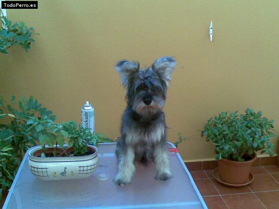 La foto del perro Kurro Foto del perro Kurro