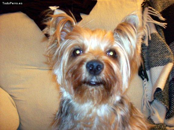 Foto del perro Seela