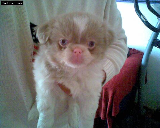 Foto del perro Samy