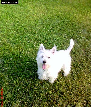 Foto del perro Ronny