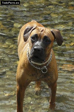 Foto del perro Shira