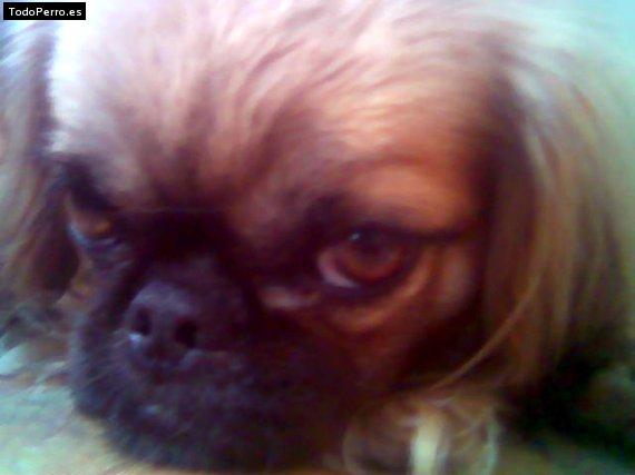 La foto del perro Lolita Foto del perro Lolita