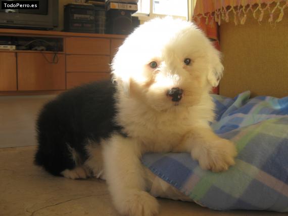 La foto del perro Lana Foto del perro Lana