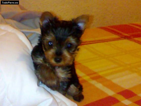 La foto del perro Jara Foto del perro Jara