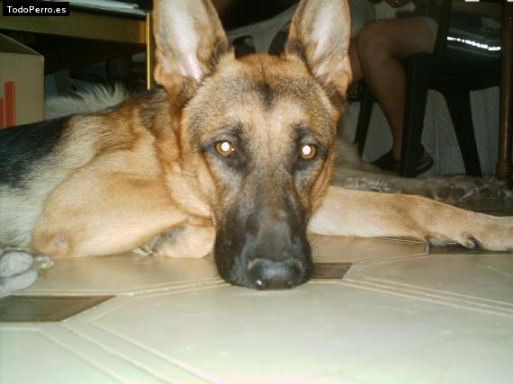 Foto del perro Hera