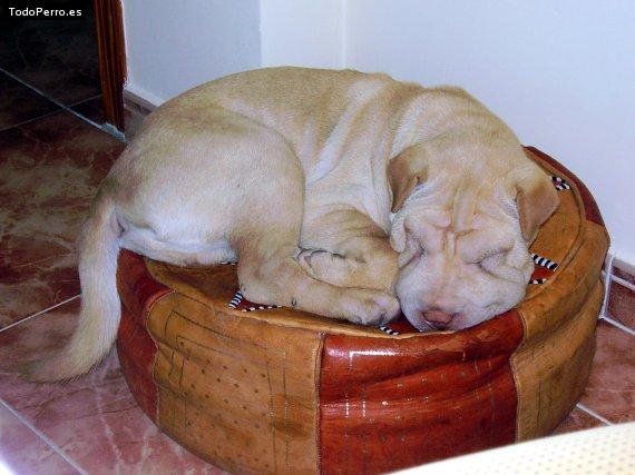 La foto del perro