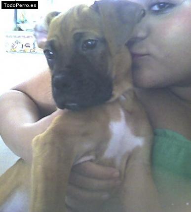 Foto del perro Rocky