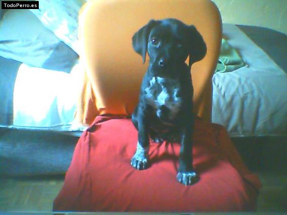 Foto del perro Saskya
