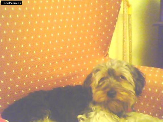 La foto del perro Estrella Foto del perro Estrella