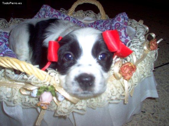 La foto del perro Gorda Foto del perro Gorda