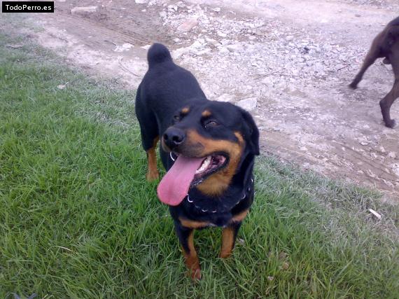 La foto del perro Jade Foto del perro Jade