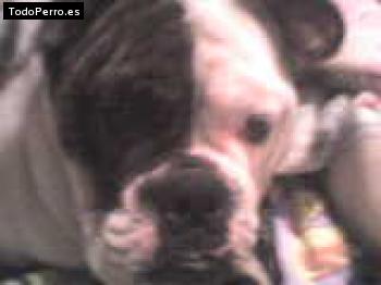 Foto del perro Hanna