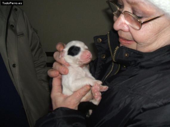 La foto del perro Leo Foto del perro Leo