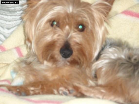 La foto del perro Pongo Foto del perro Pongo