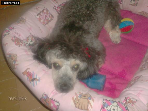 Foto del perro Tricxy
