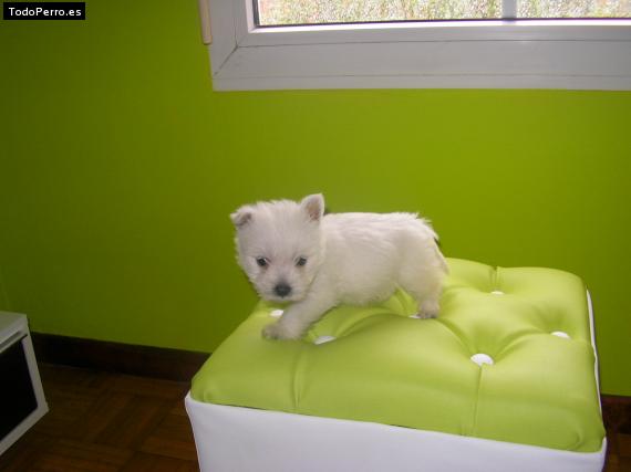 Foto del perro Shira