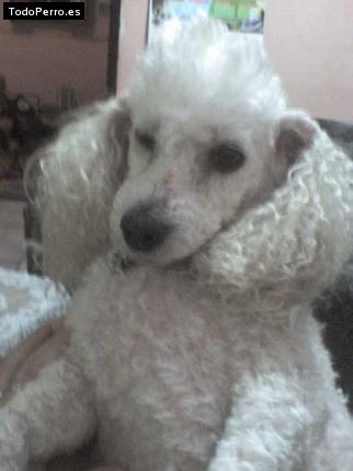 Foto del perro Cony
