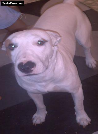 Foto del perro Crazy
