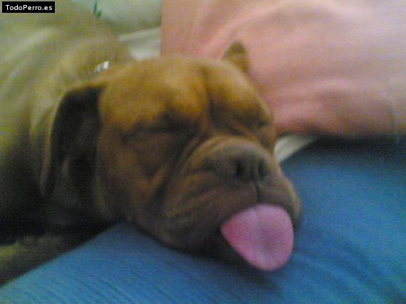 Foto del perro Tina