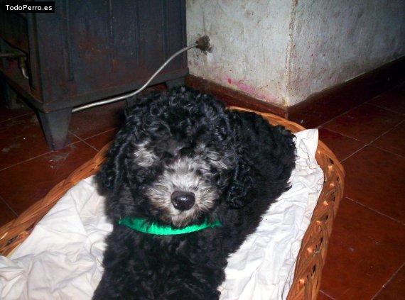 Foto del perro Slash