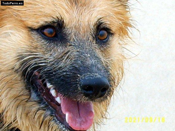 Foto del perro Izotz