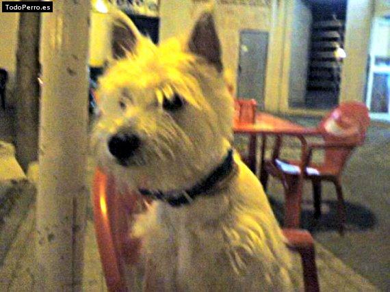 Foto del perro Ronny