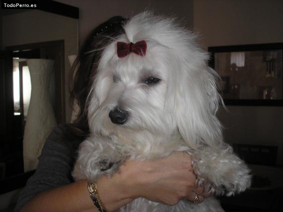 Foto del perro Noah