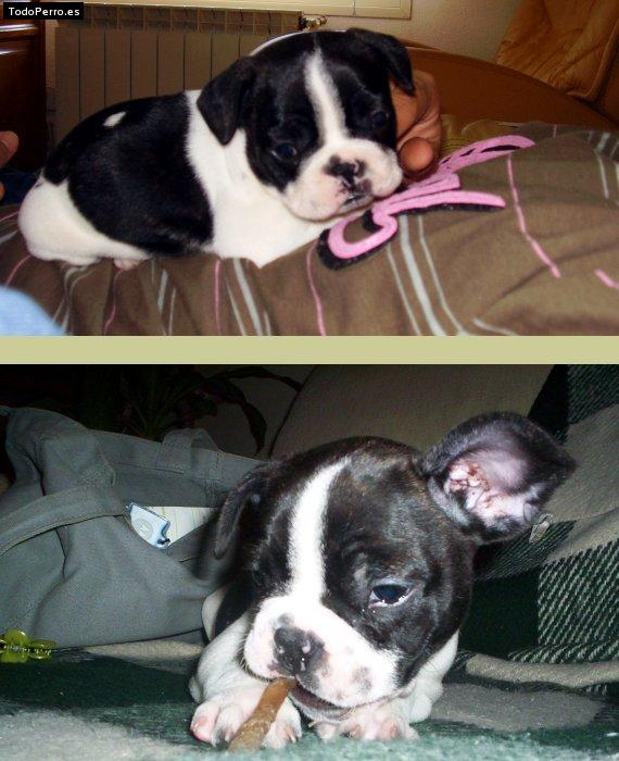 La foto del perro Kokoenzo Foto del perro Kokoenzo