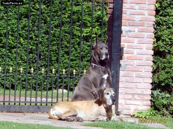 Foto del perro Eros y bor