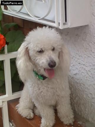 Foto del perro Sassy