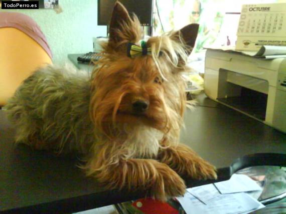 La foto del perro Pichus Foto del perro Pichus