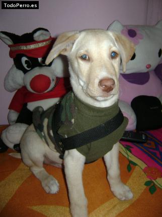 La foto del perro