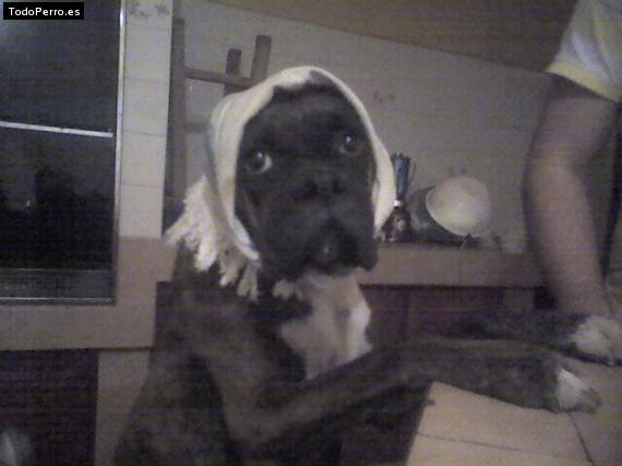 Foto del perro Cheetos