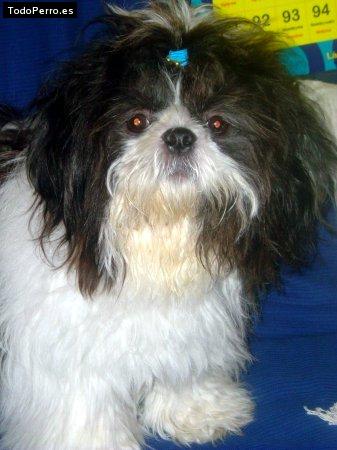 Foto del perro Scooby