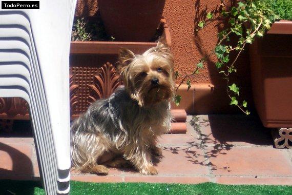 La foto del perro Claudilla Foto del perro Claudilla