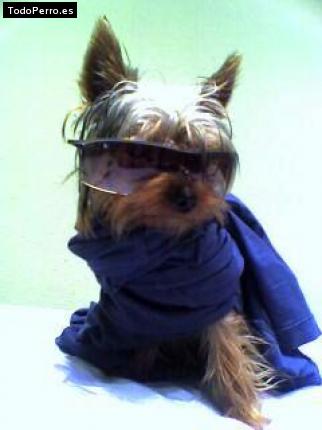 La foto del perro Luky Foto del perro Luky