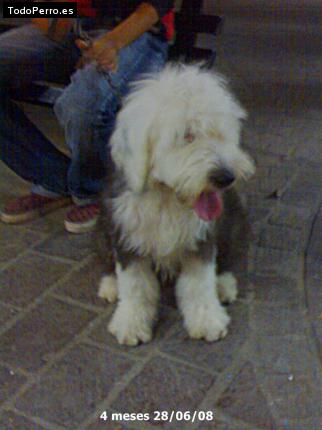 La foto del perro Isha Foto del perro Isha