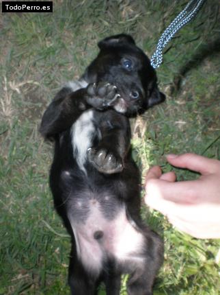 La foto del perro Rodys Foto del perro Rodys