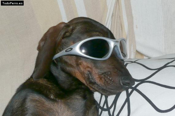 Foto del perro Choco