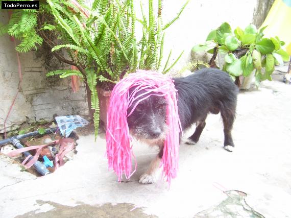 Foto del perro Wilou