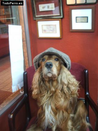 La foto del perro Jasper Foto del perro Jasper