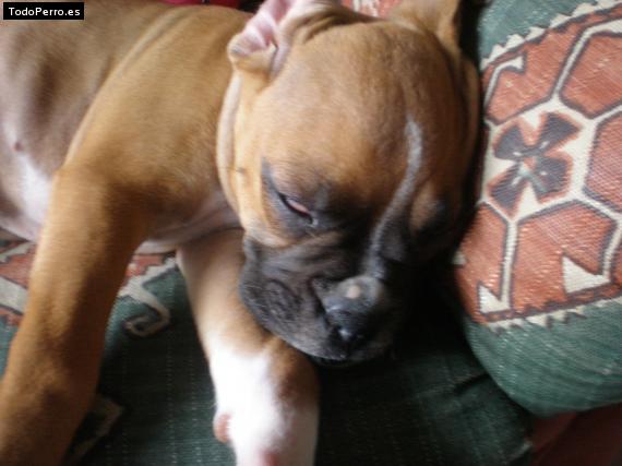 Foto del perro Tronco