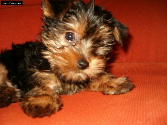 La foto del perro Lucho Foto del perro Lucho